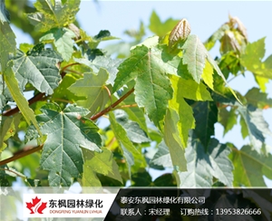 單桿獨(dú)生紅點紅楓